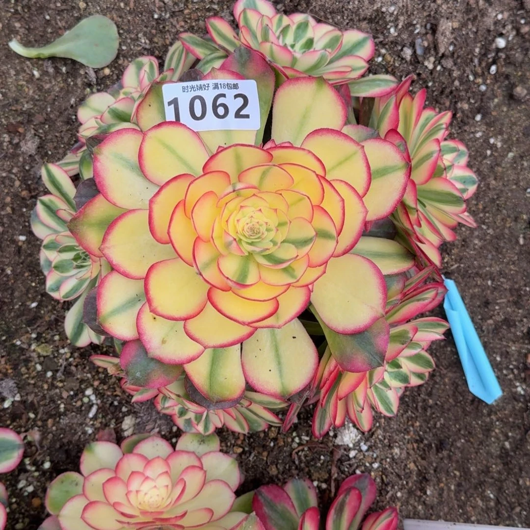 1062荔枝多肉植物