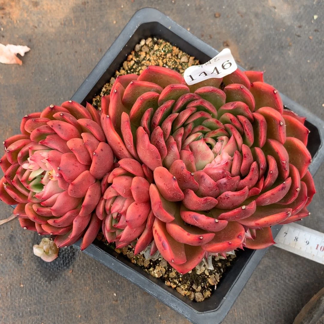 1446杂交精品基地18厘米