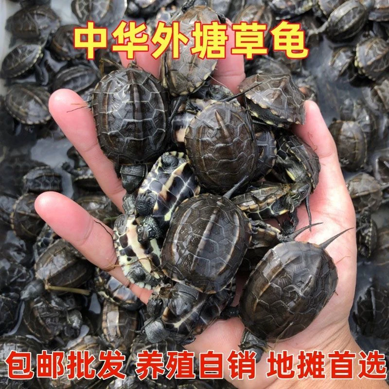 2025年中华草龟草龟苗草龟干苗头苗观赏龟活体龟宠物龟风水龟乌龟