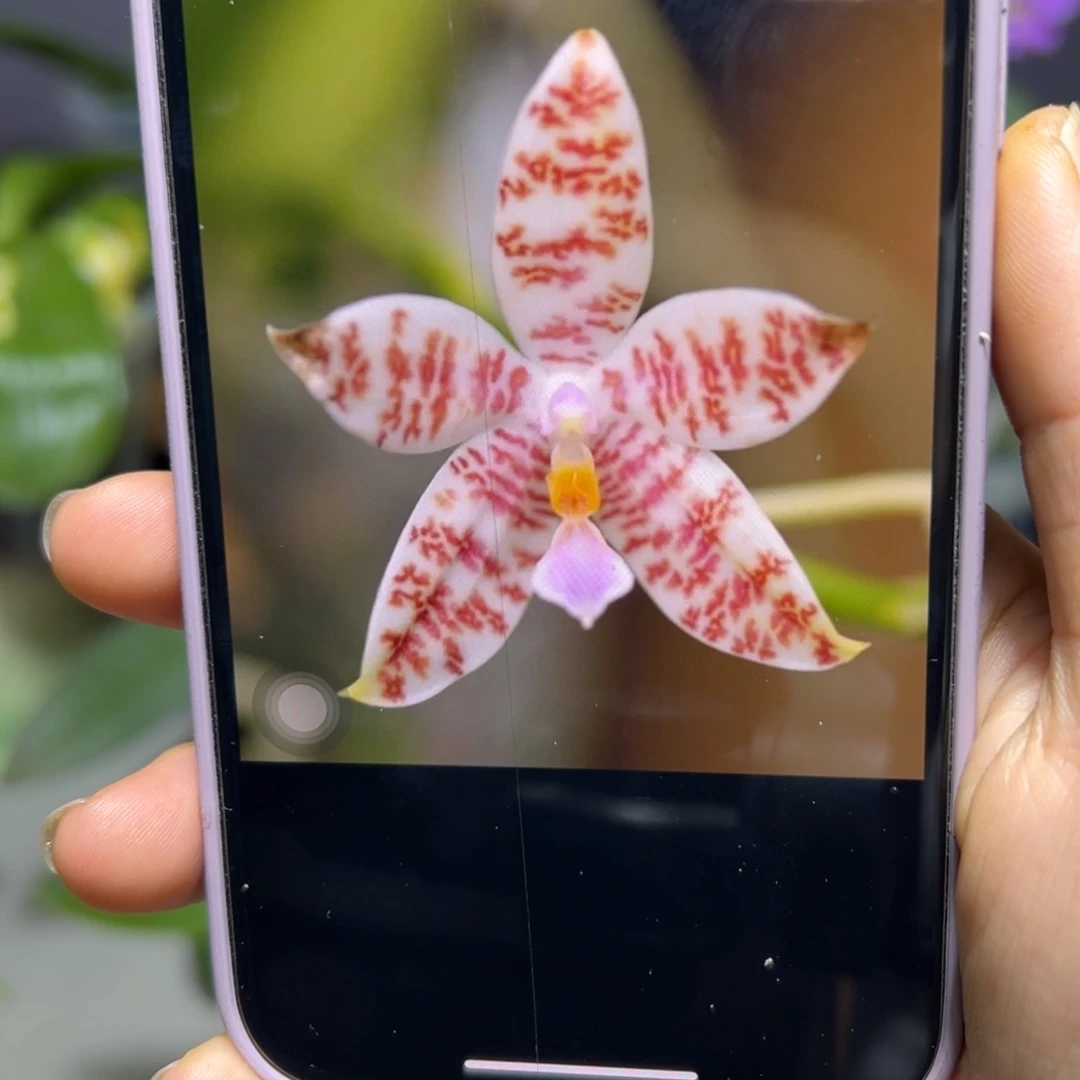 无花朵橘色象形文字分生