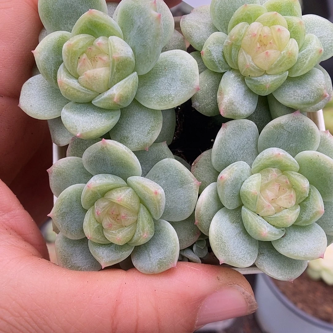 一物一拍一物一拍926-445