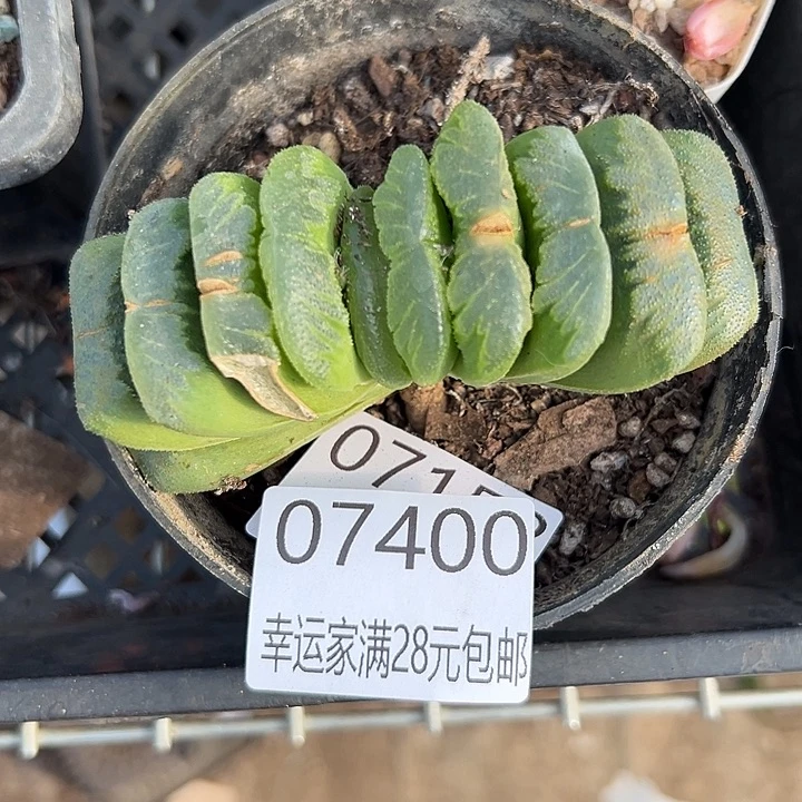 幸运儿是一位非常幸运