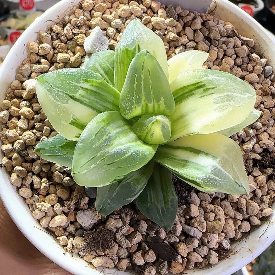 197号冰城锦一物一拍带盆土