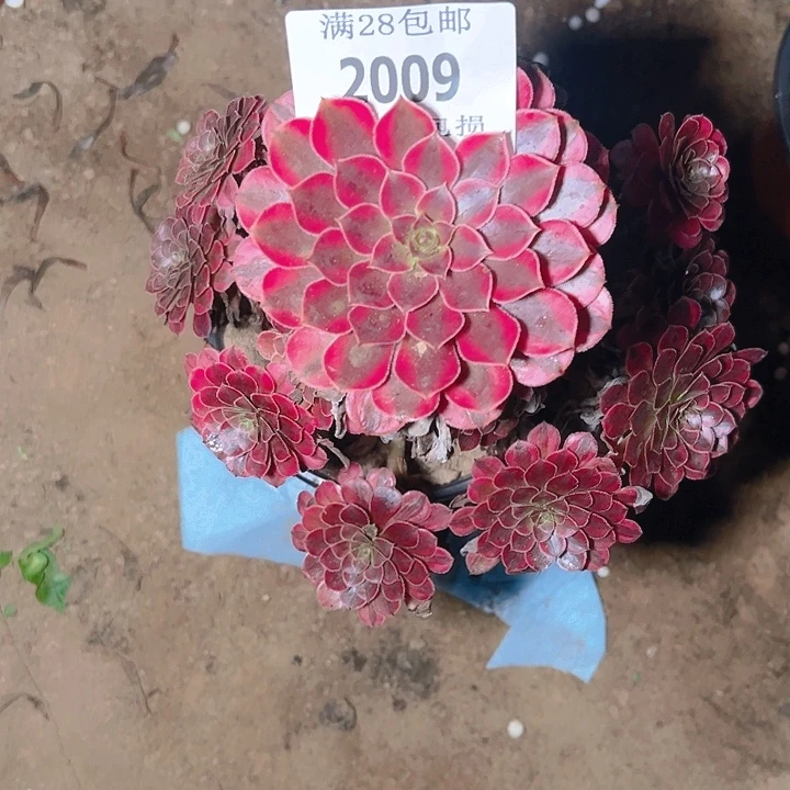 糊***婆2009黑同白多肉植物