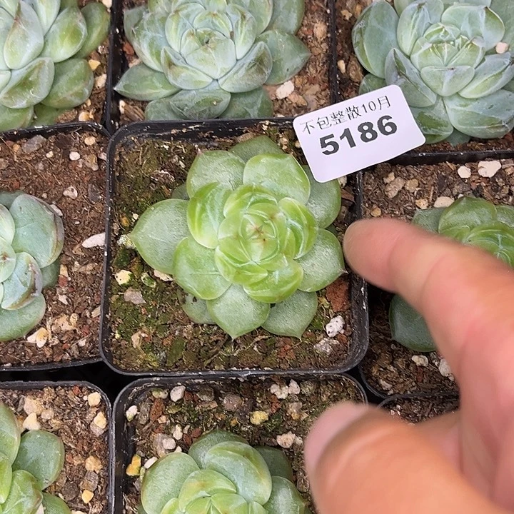 满***噜阿雅园艺。      5186雪花珍妮