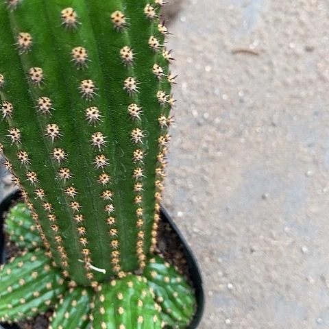 金四毛花毛花356788