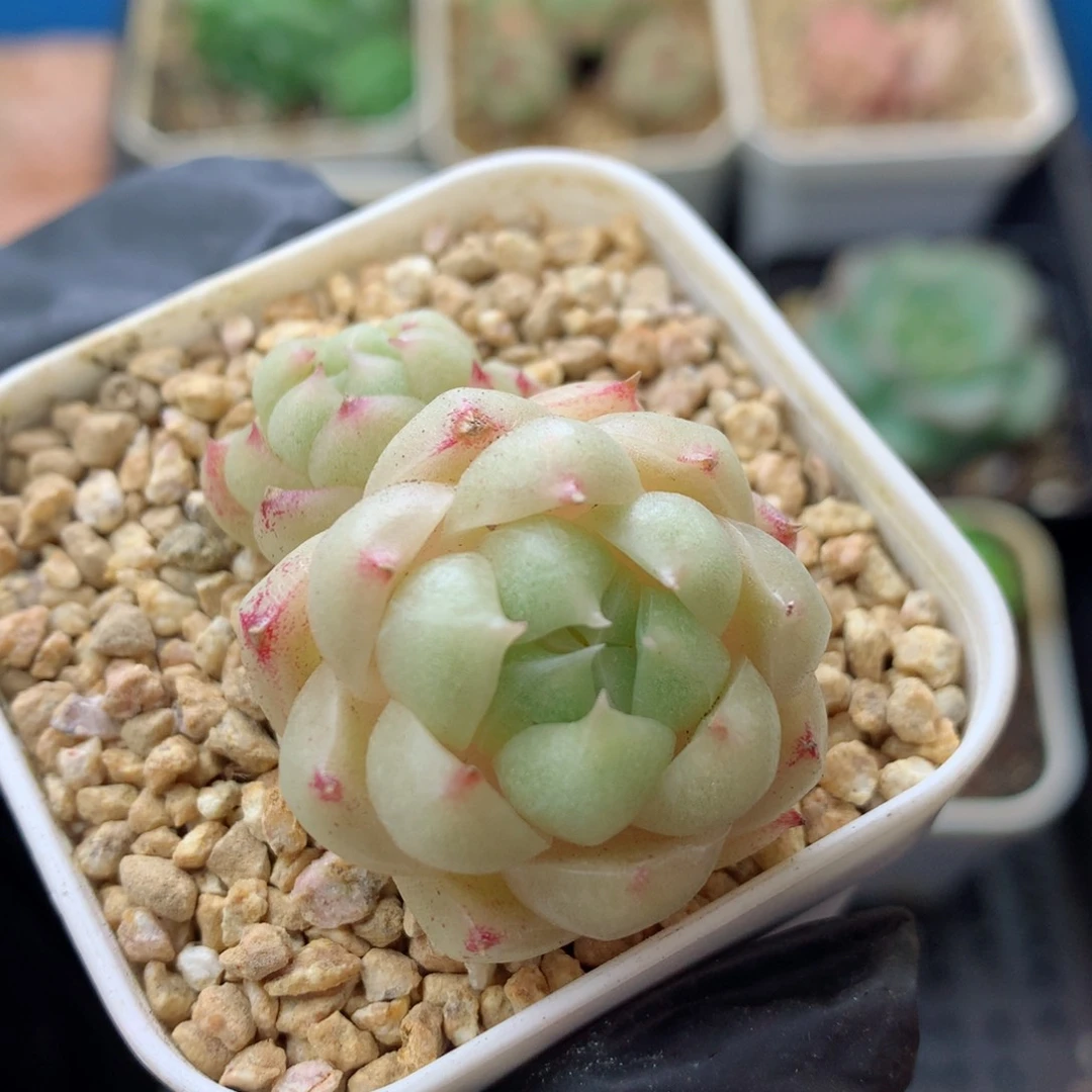 58包邮  群生不包整 麦秆11