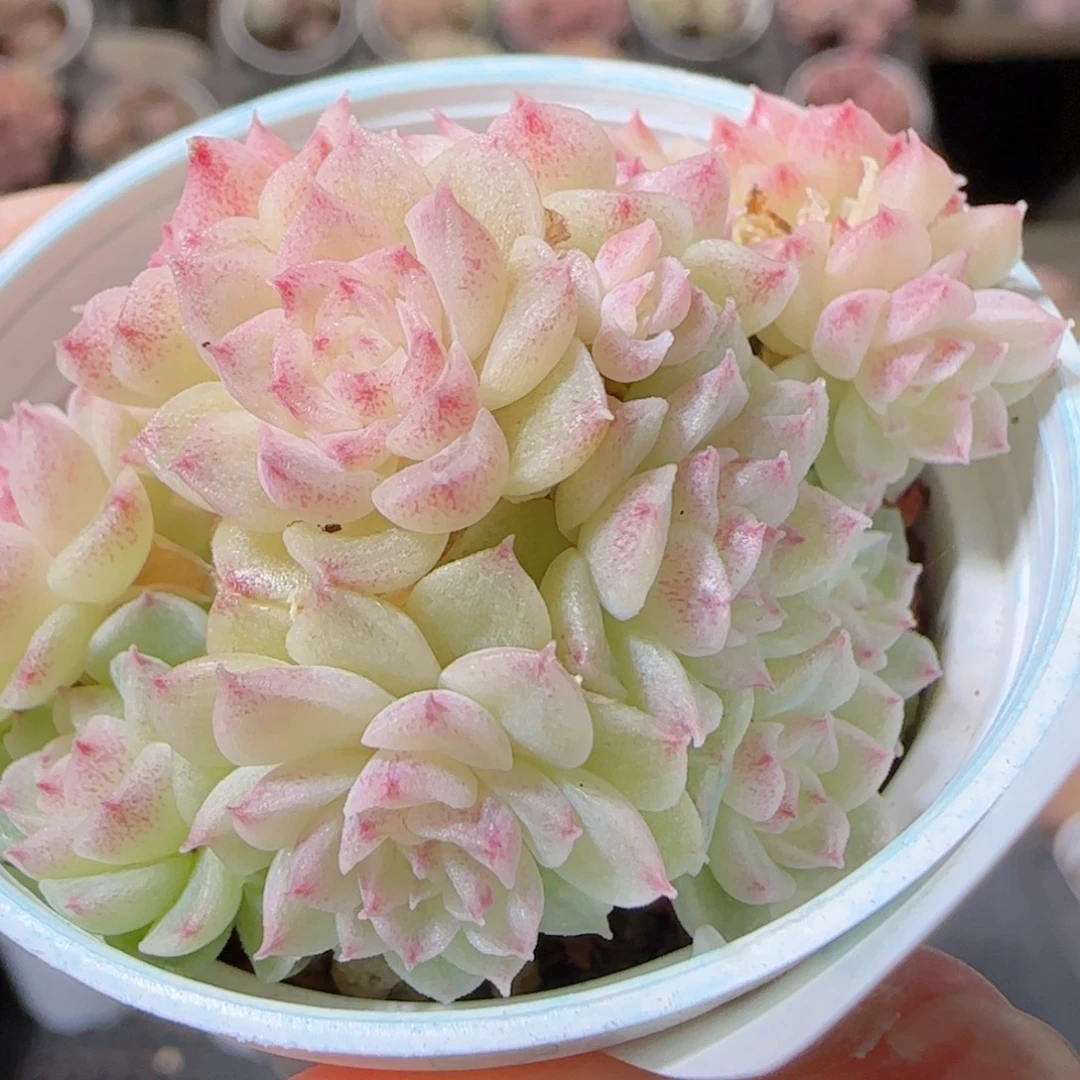 花语多肉1213-78散