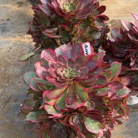 19-104粉花妖亮牌18.8一个多肉