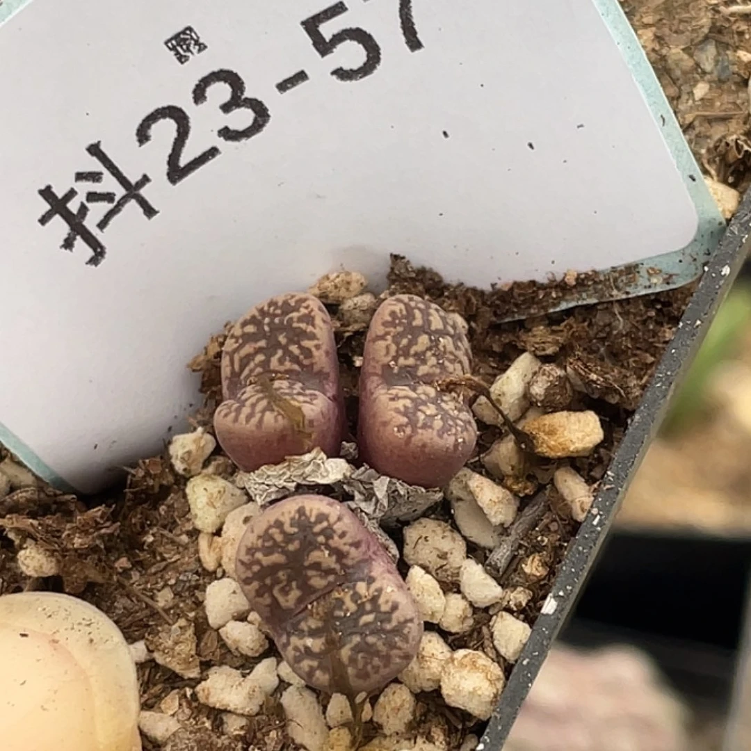 23-57紫鸟多肉植物肉锥