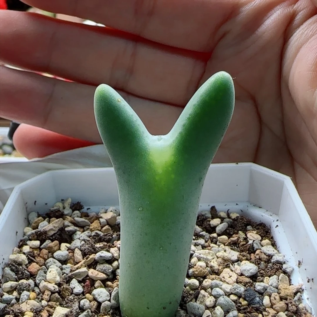 2-2-2-1全场8.8折58包邮毛皮卡丘脱土