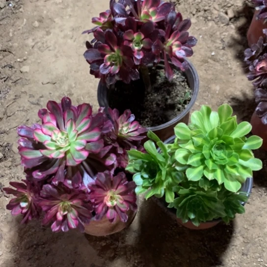 758法师多肉三颗组