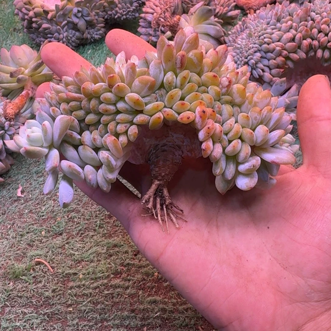 星影树缀无砍多肉