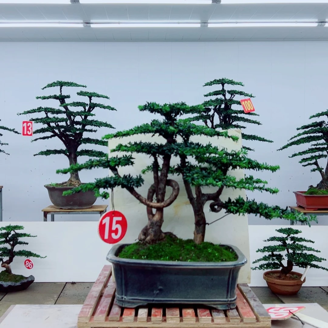 无花朵罗汉松盆景造型树形象设计