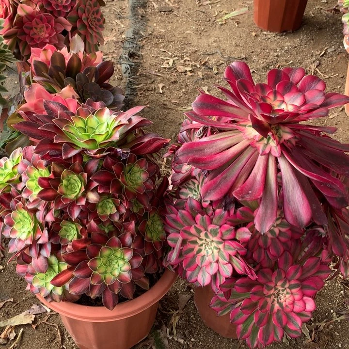 不包损37号红铜韶华老桩