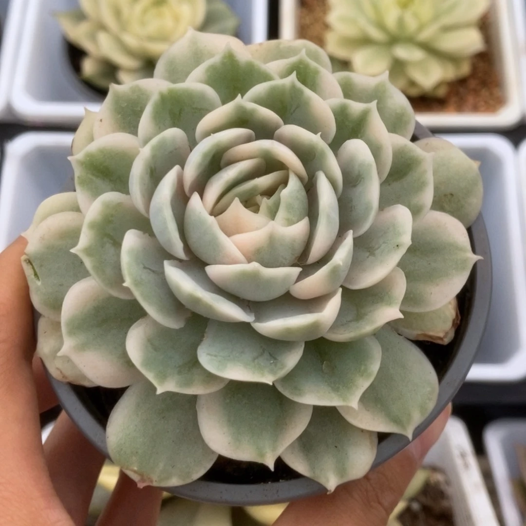 332昂丝诺锦锦锦锦锦锦