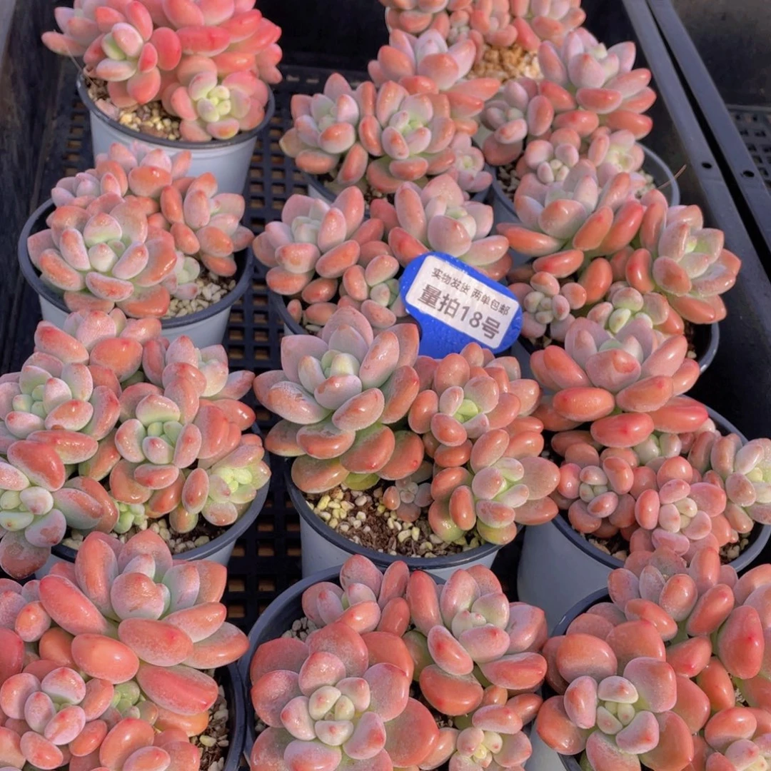 量拍18号 优选红洛神大群生一个