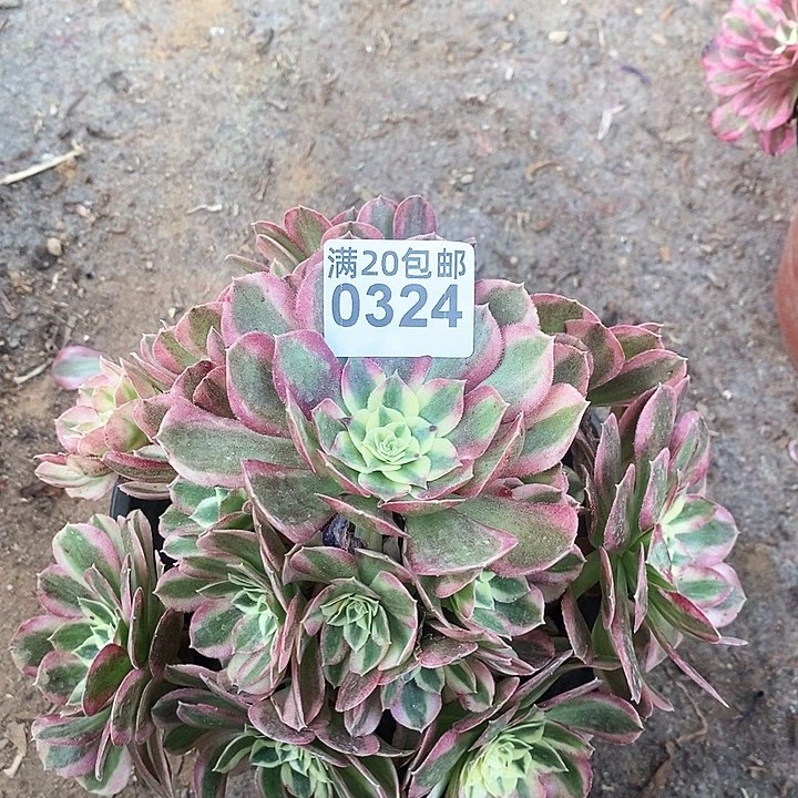 0324 一颗海王法师