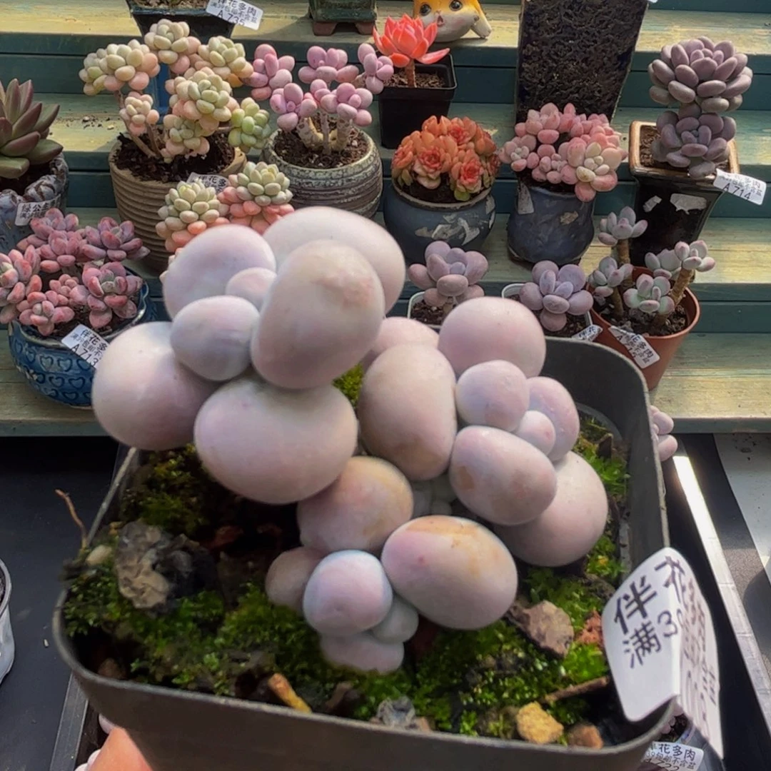 008芭比奶酪5cm多肉