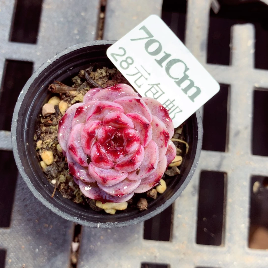 5厘米盆精控多肉701