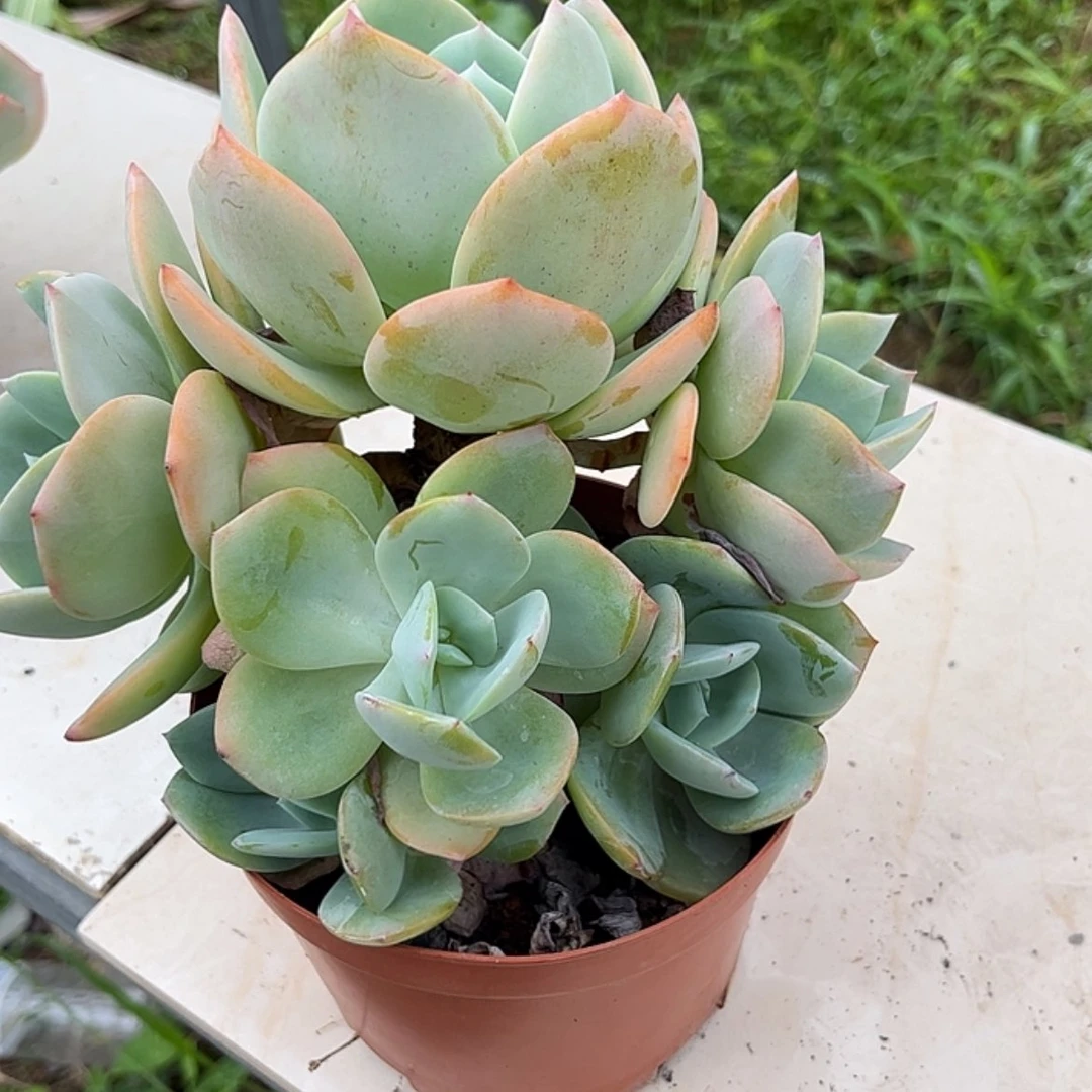 【闪购商品】无花朵马****记