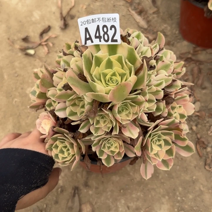 女巫……多肉植物……