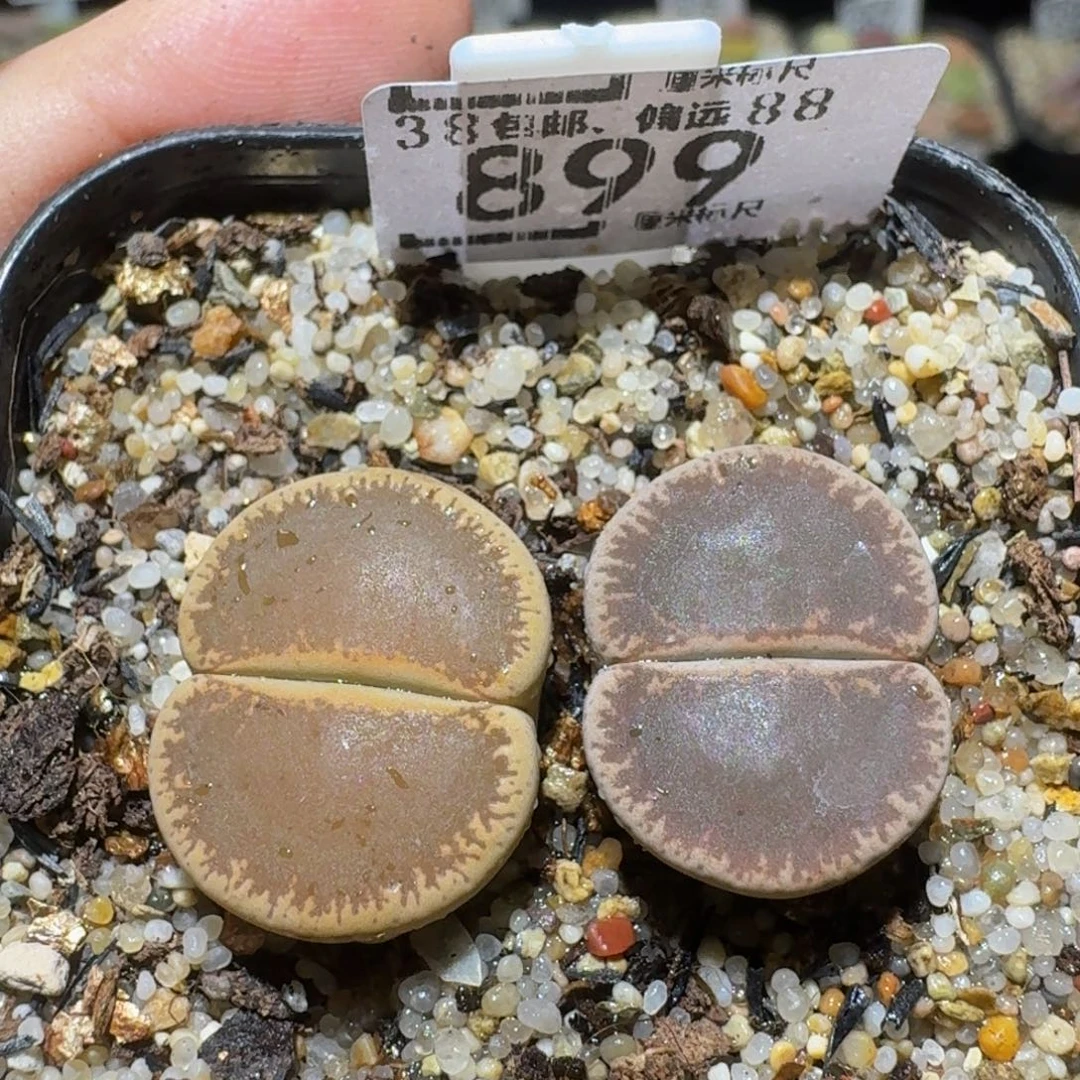 Ssss精品生石花899