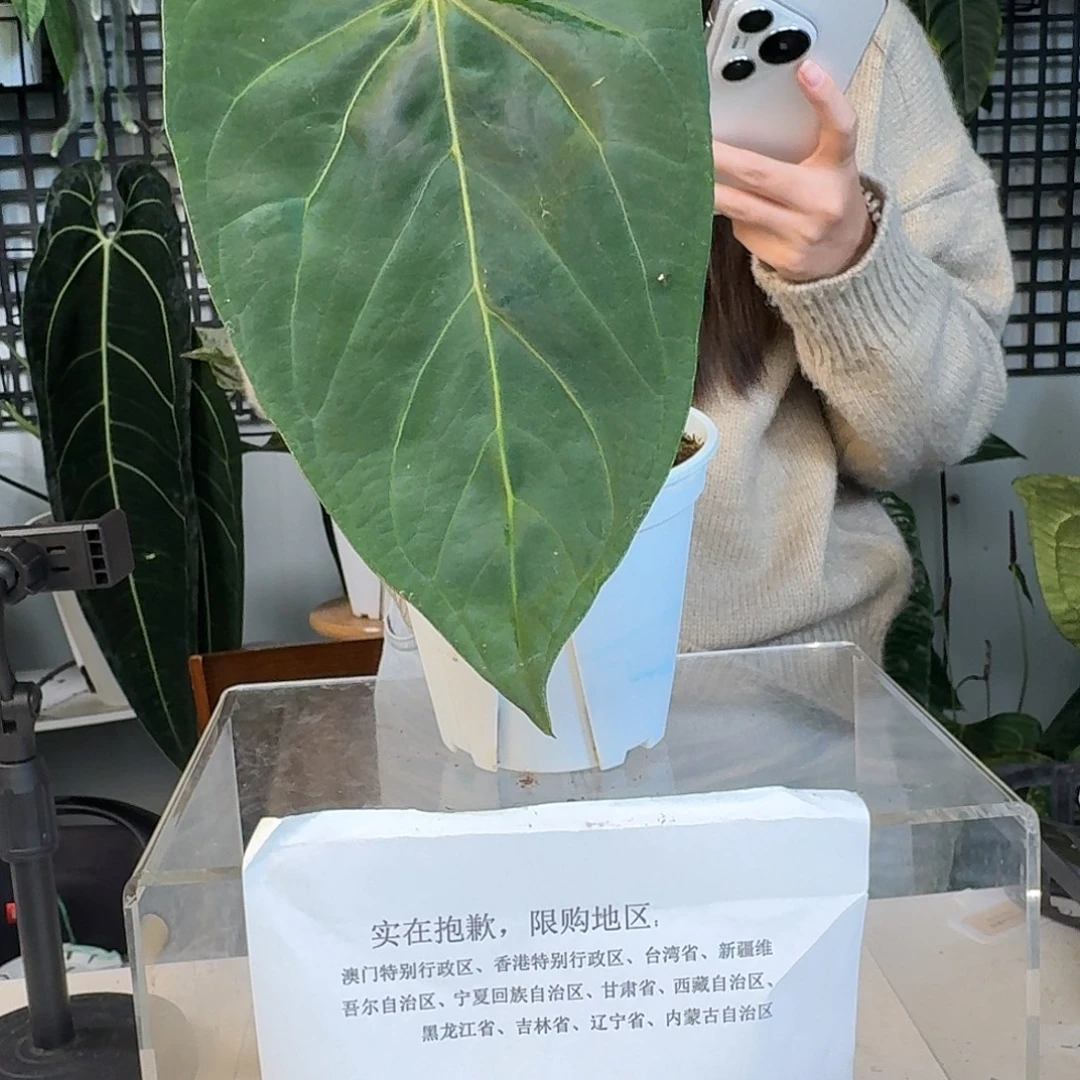 完全开放G152波特杂