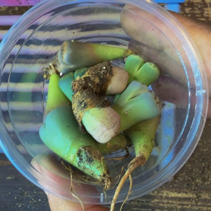 小**酱多肉植物的生长129