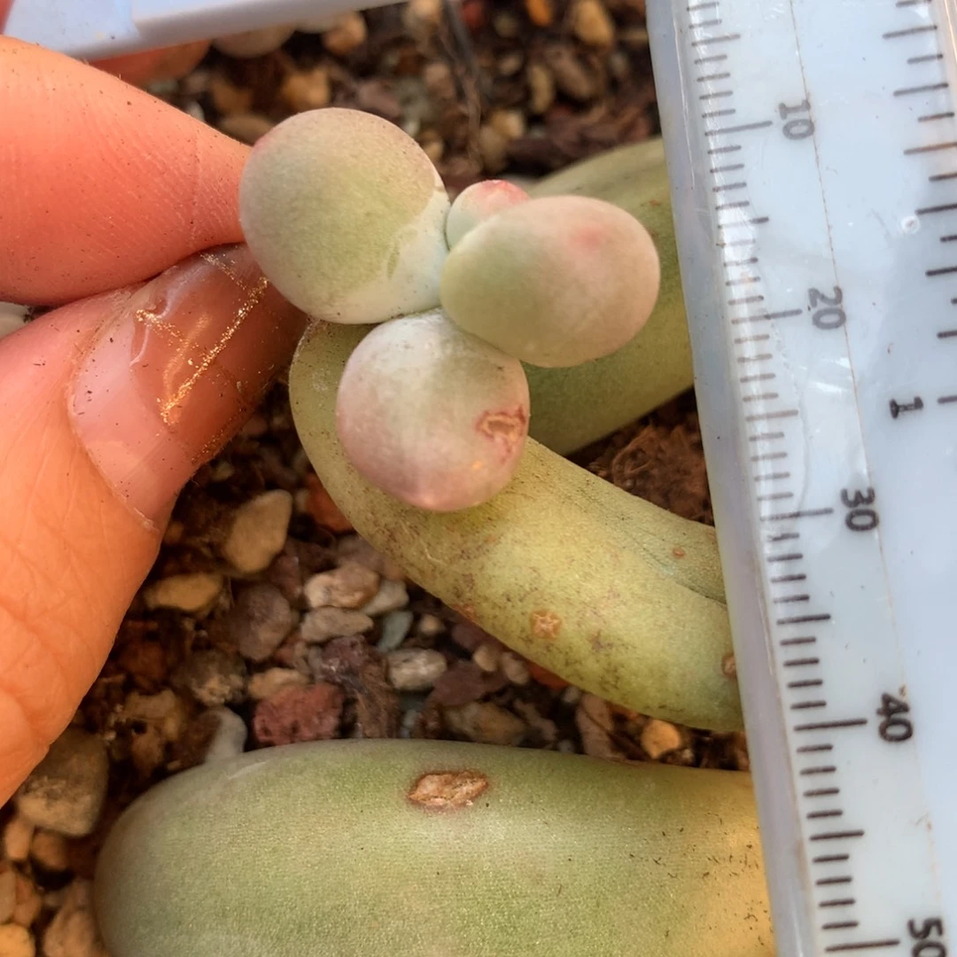 米可奶 锦纹 不凑满28元发一片叶 不售后 到付