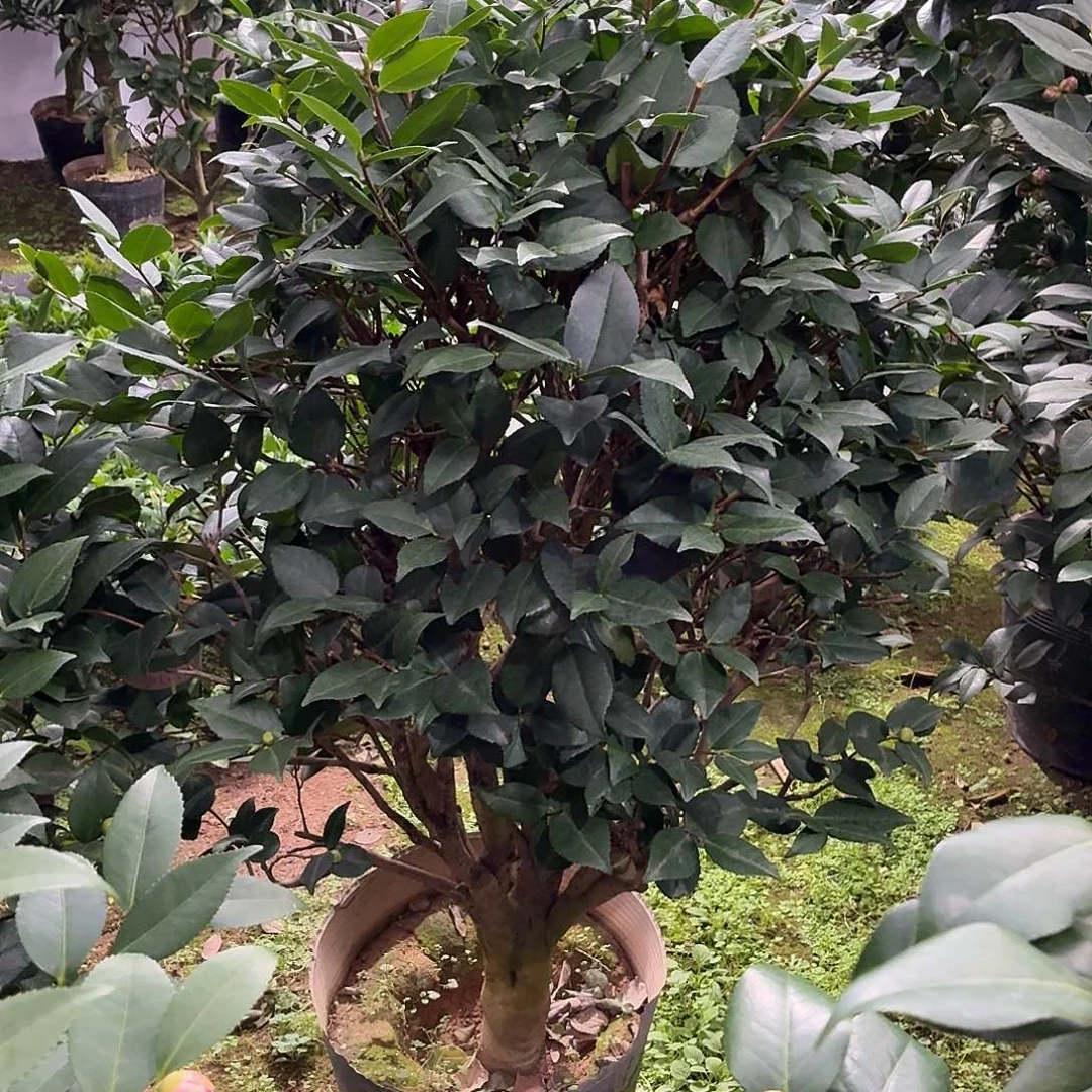 完全开放茶花老桩一物一拍顺丰包邮