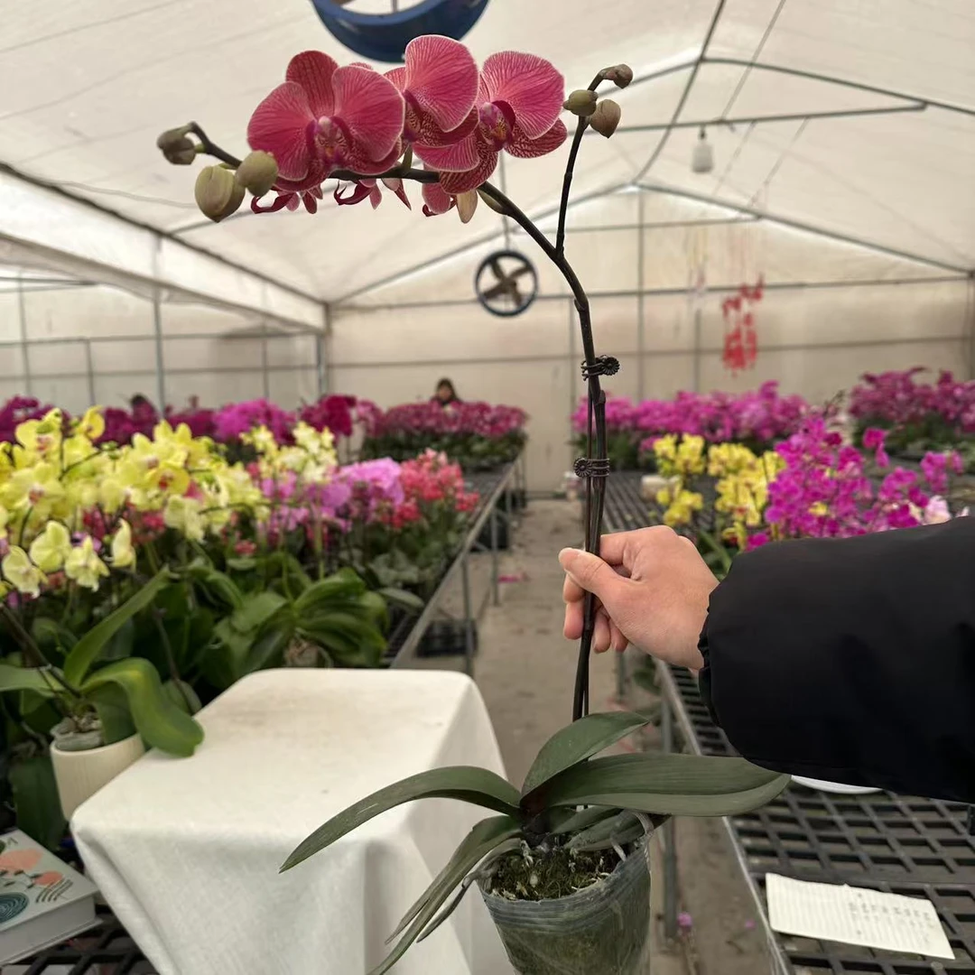 《聚宝桔子》3.5寸大杯精品蝴蝶兰 耐开好养 轻奢高级 室内花花