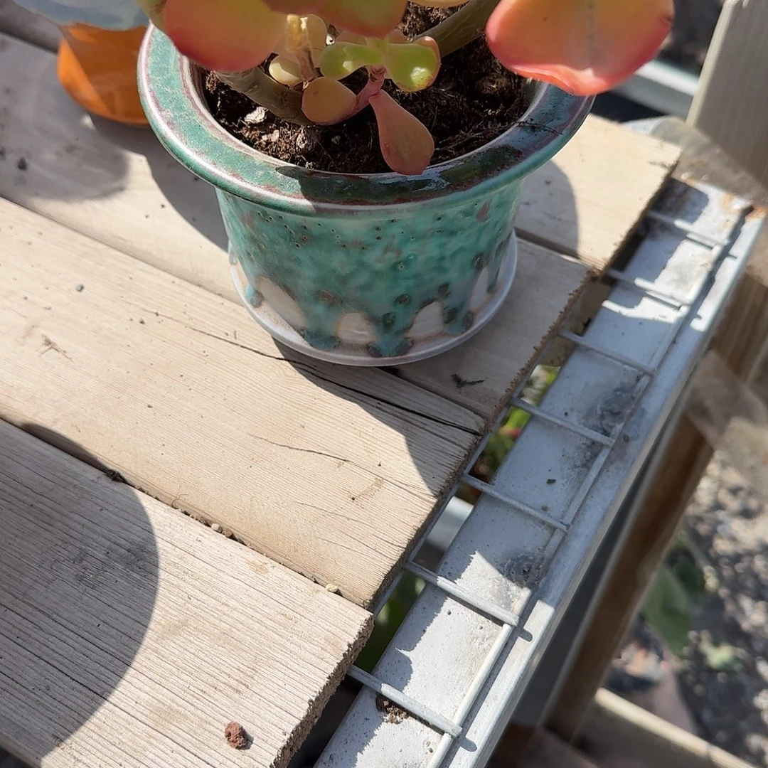 用***1红梅的花盆多肉植物
