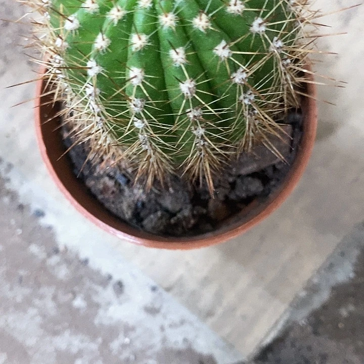 大满贯，4公分左右