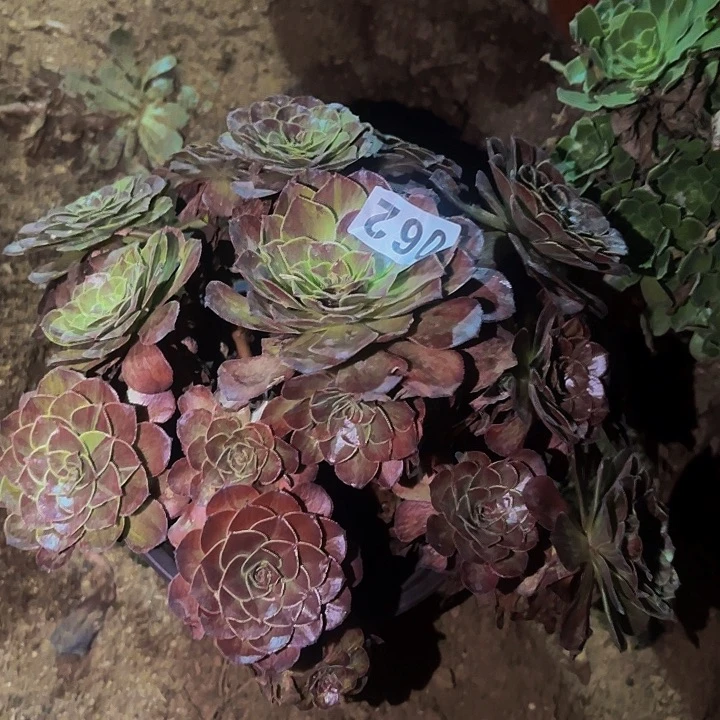 062花月夜多肉植物不售后