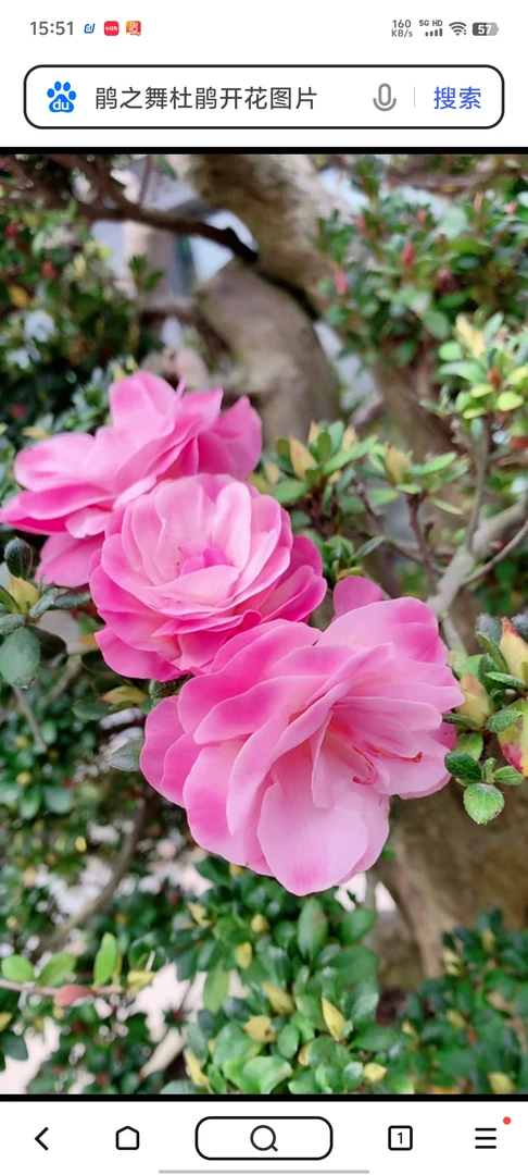 娟之舞杜鹃，图片图片仅供参考