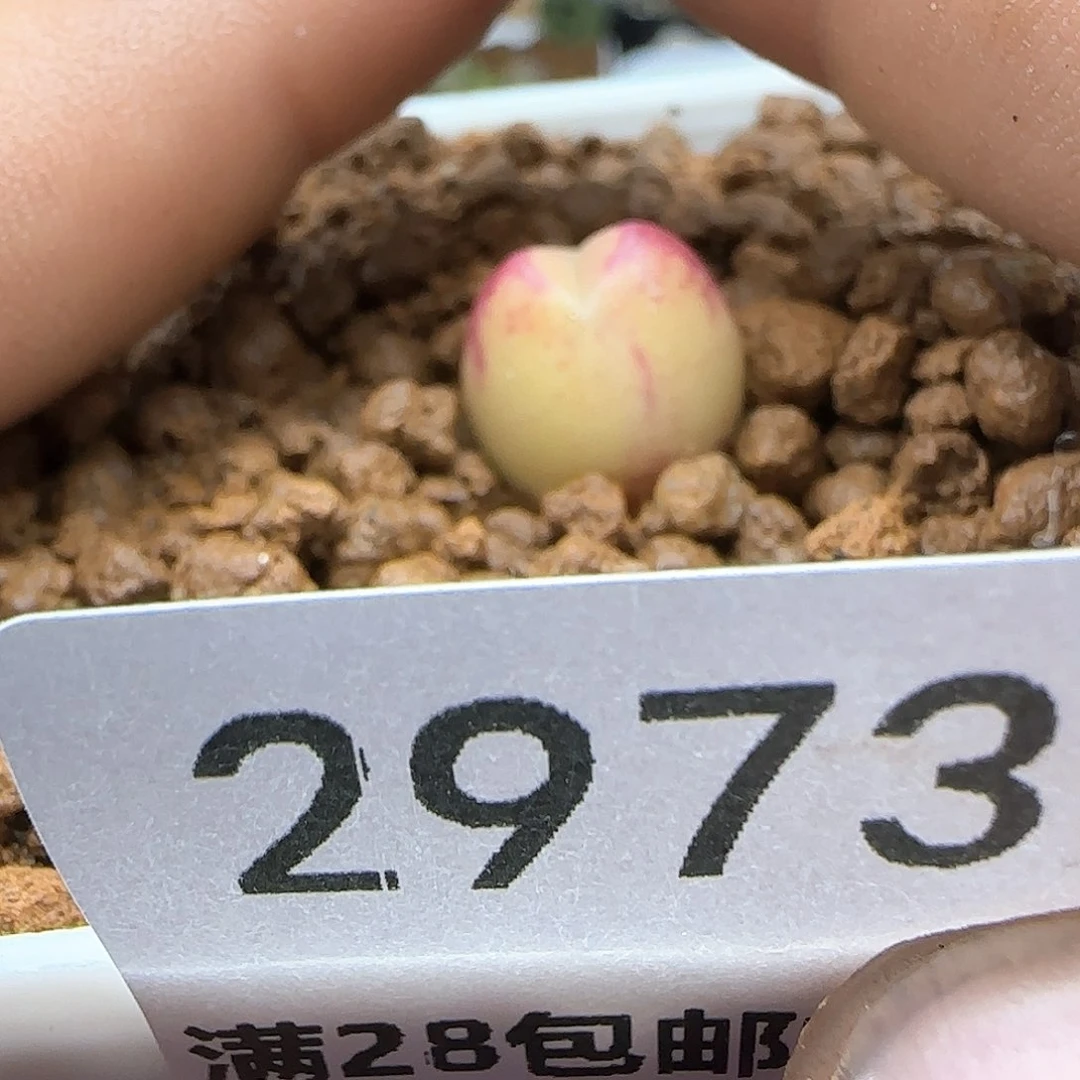 d**o脱土28包邮29736