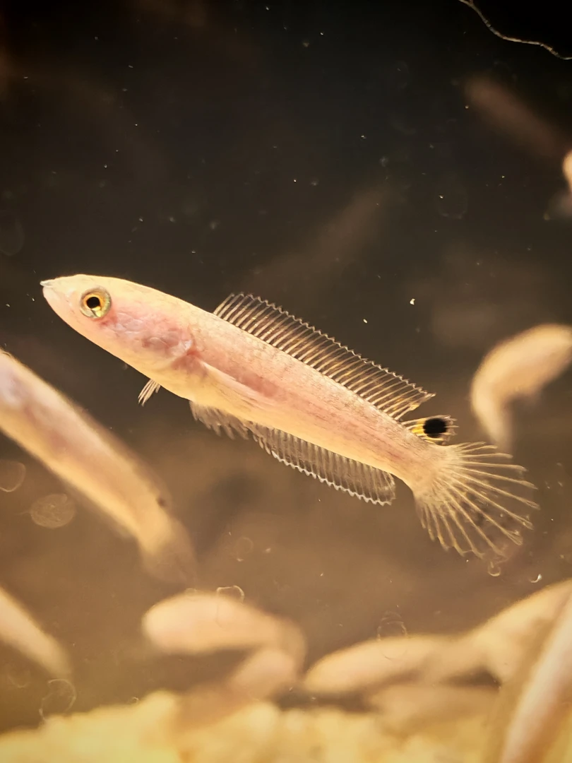 观赏鱼链接凑单版联系主播拍不然发鱼粮