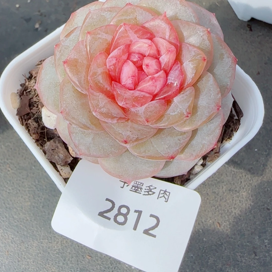 樱花，2812多肉植物