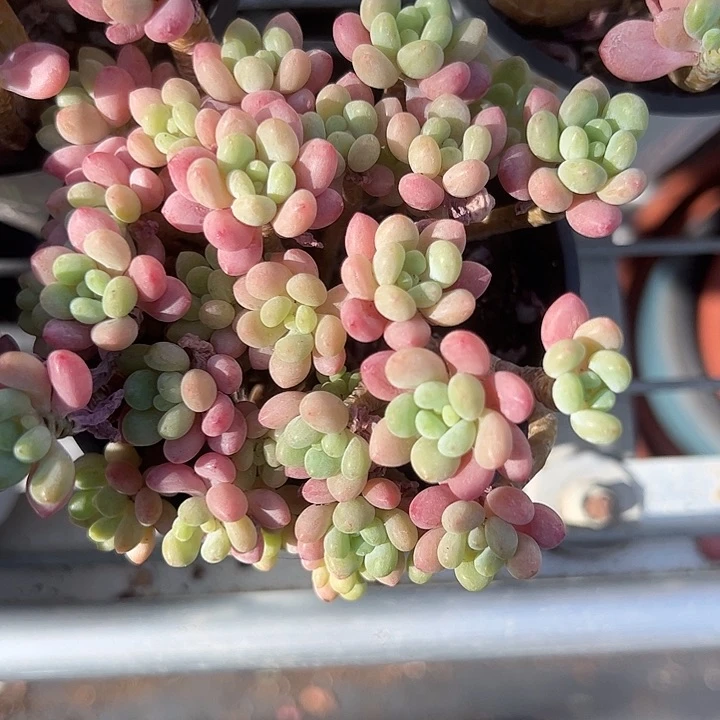 鱼子酱多肉植物精品