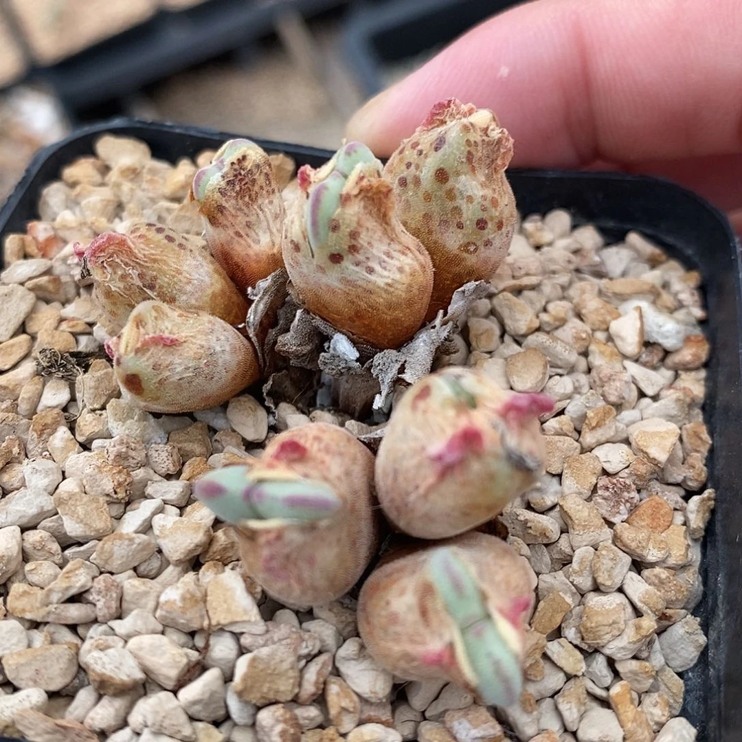 2789沙文利亚一群