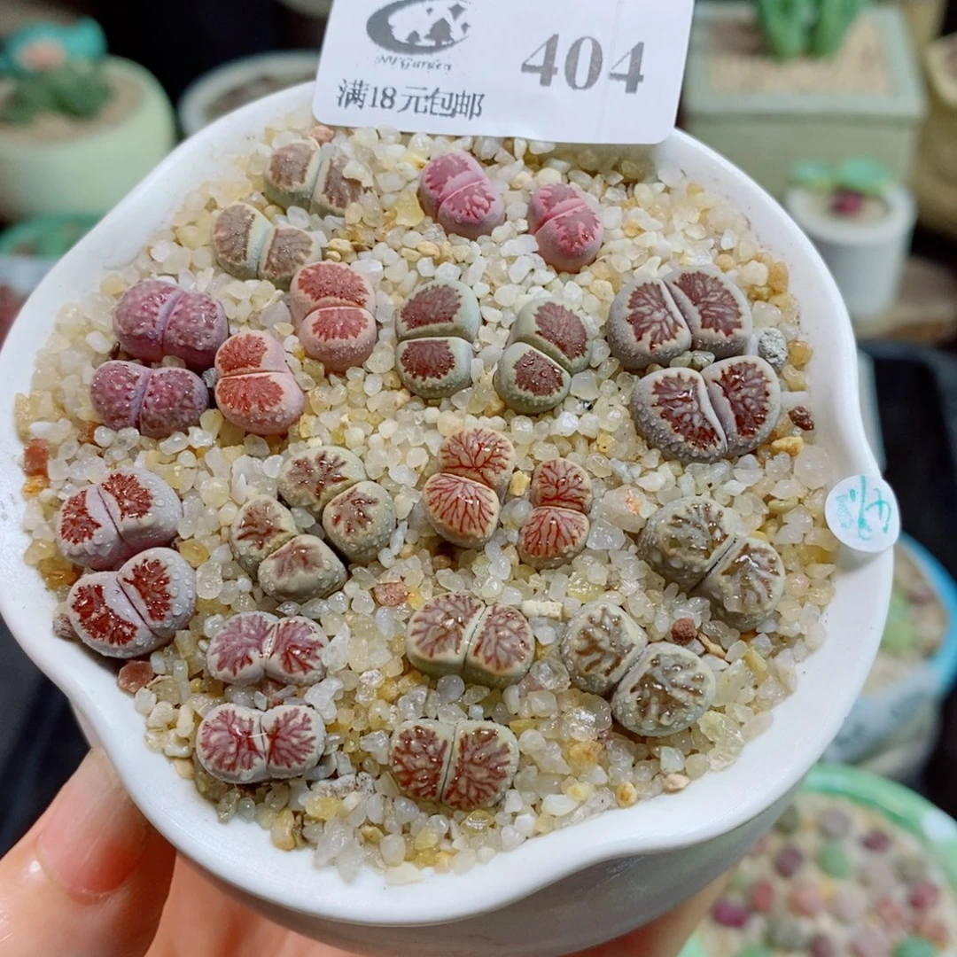 生石花花花花花花花404