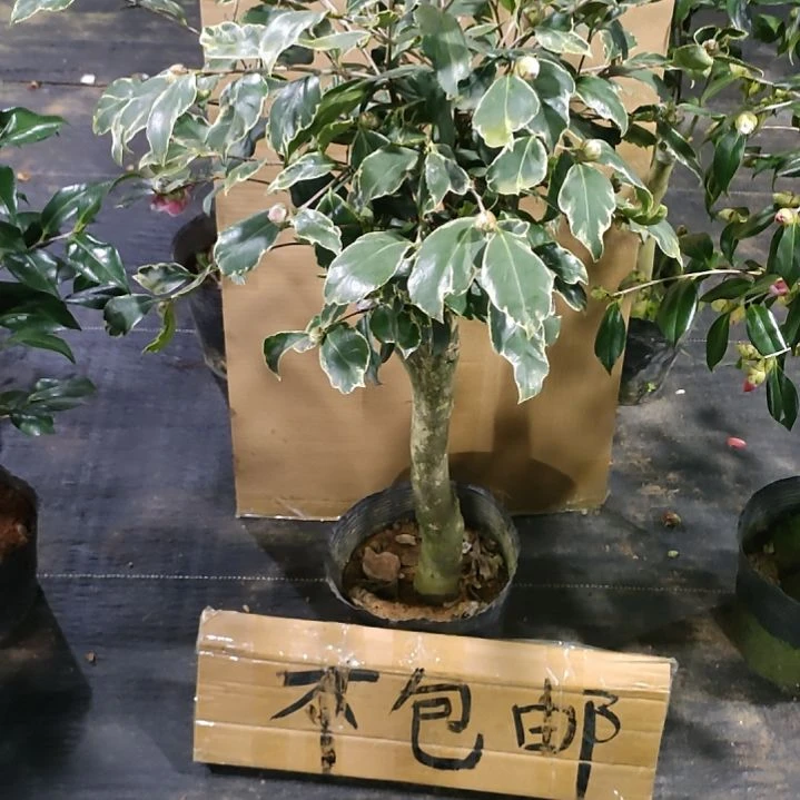 561金边夏，原盆原土发货，不包邮