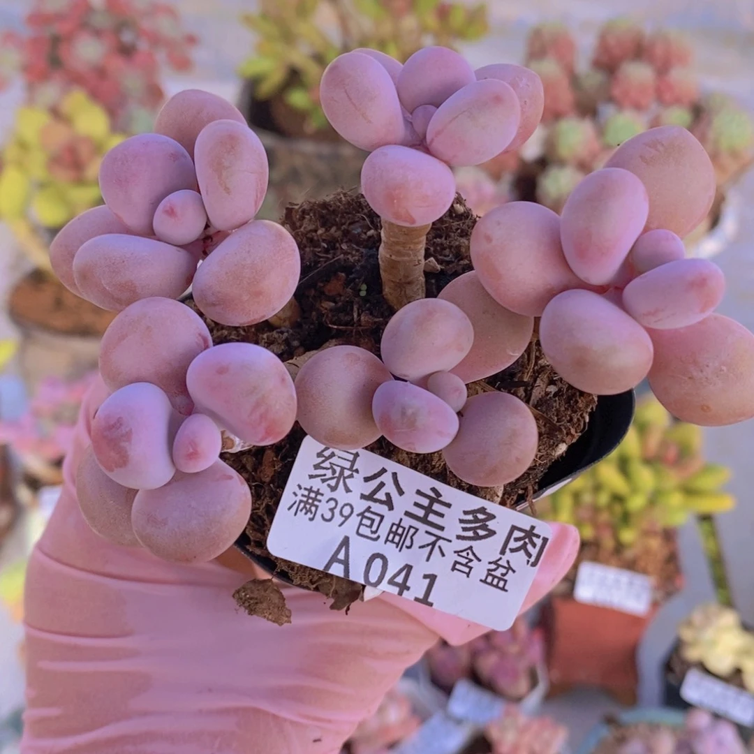 腰子桃蛋7cm041多肉植物