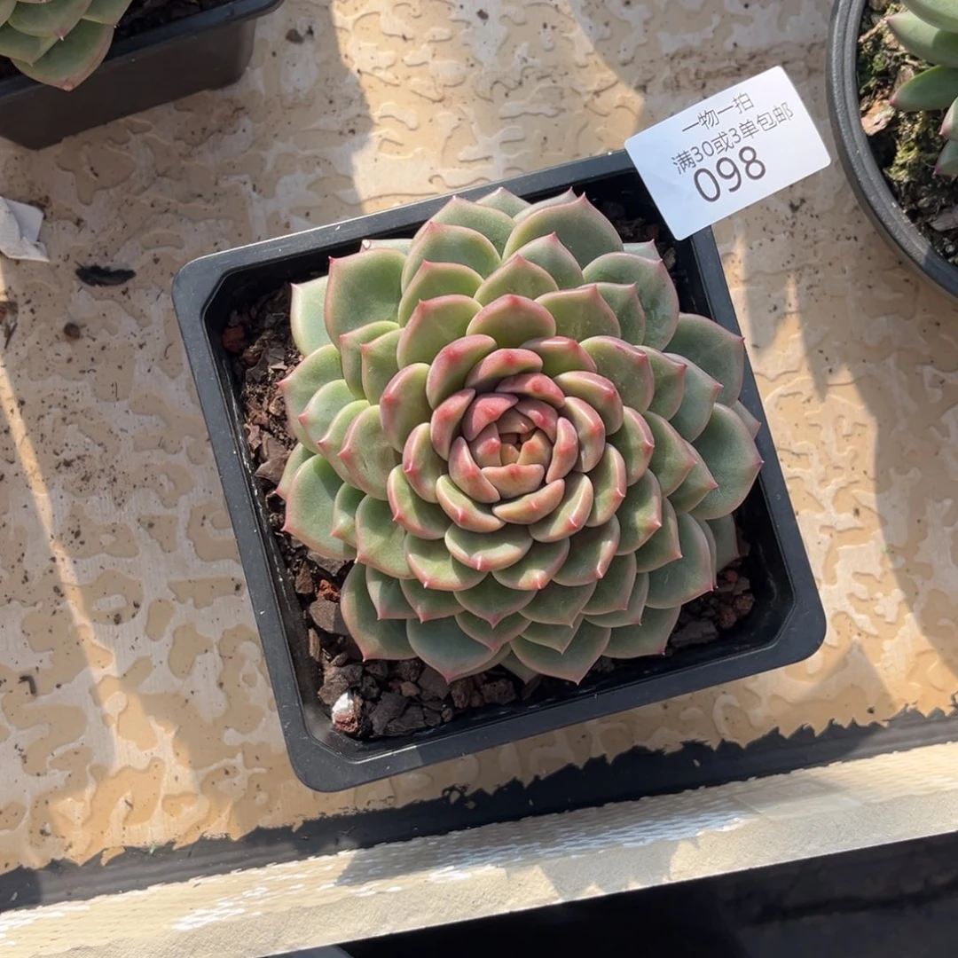 水***水098溏心5号多肉植物～