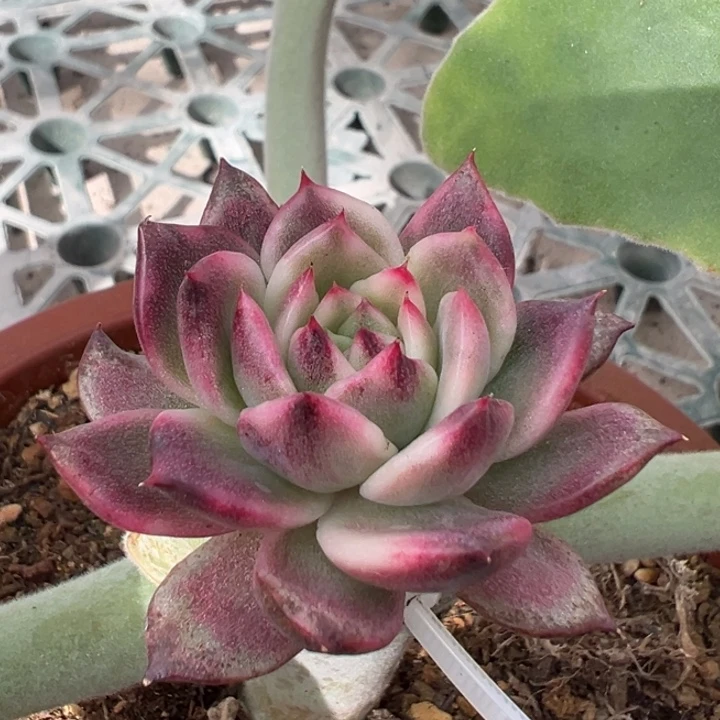 黑玫瑰锦一物一拍锦龙