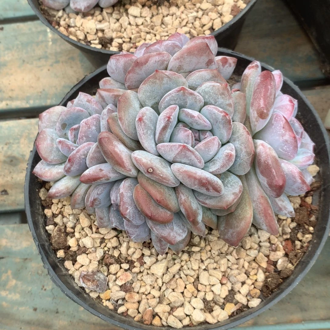 无花朵紫皮花花花花花花花花8