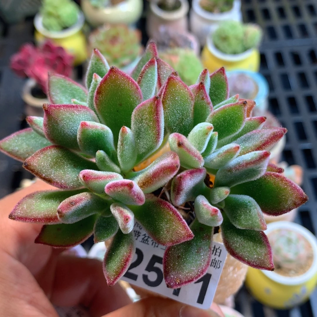 精控多肉植物2511