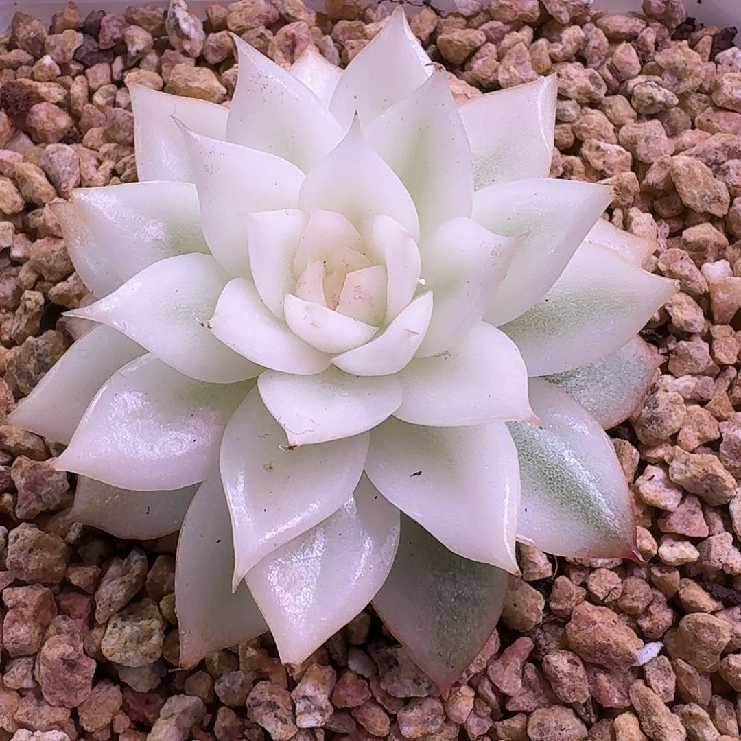 霖***霖黑水晶大宽锦一线天