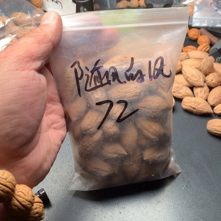 桃核吊坠灬****灬野生精品小核桃散籽